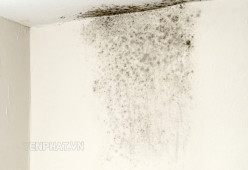5 Cách chống ẩm tường nhà đơn giản bạn cần biết
