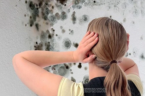 Cách sử dụng hóa chất tẩy rêu mốc trên tường hiệu quả tức thì