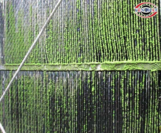 tháp giải nhiệt bị nấm, rong rêu