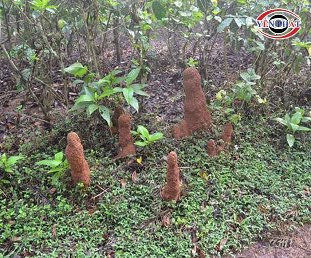 ổ mối, kiến trong lòng đất