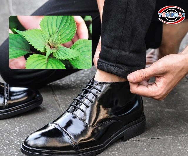Dùng lá kinh giới đánh bóng giày