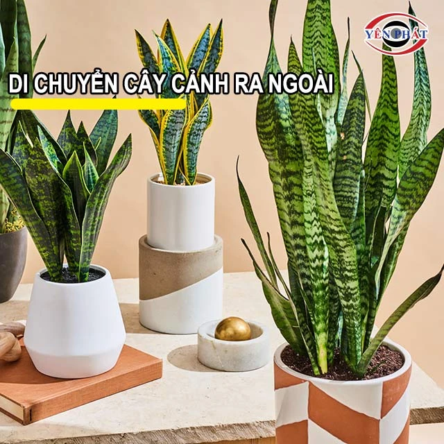 Dịch chuyển cây cảnh khỏi phòng