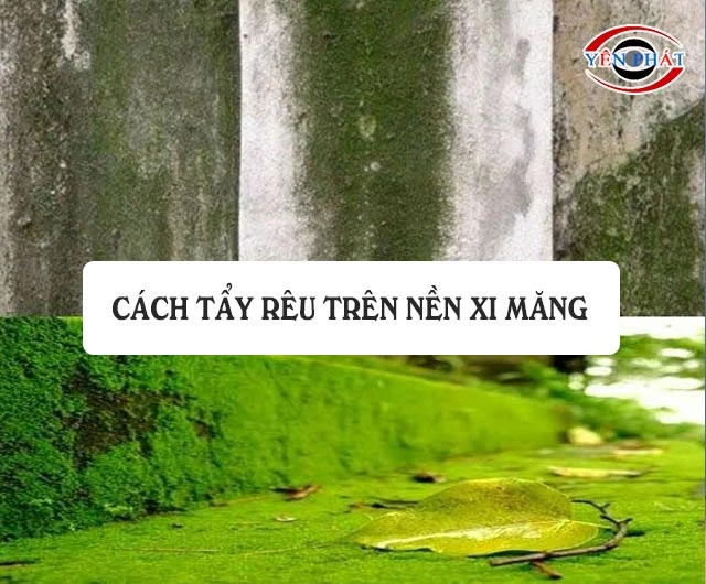 11+ Cách tẩy rêu trên nền xi măng: Nhanh, Hiệu quả