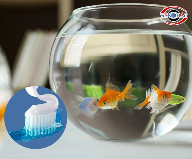 Dùng kem đánh răng tẩy kính hồ cá