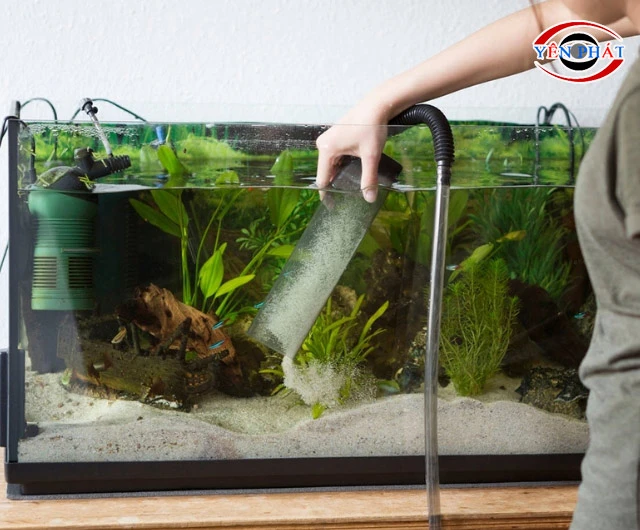 Cách tẩy kính bể cá bị ố khó không?