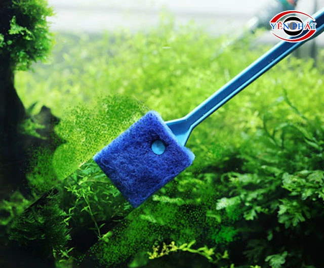 Vệ sinh kính bể cá nhanh sạch