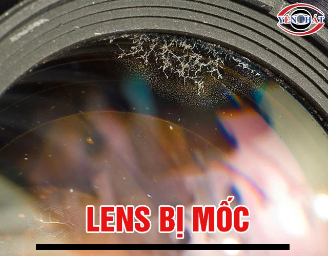 Lens bị mốc, Rễ tre: Nguyên nhân & 3 Cách khắc phục nhanh