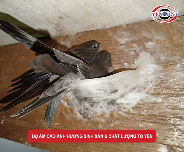 Độ ẩm tác động đến sinh sản của chim yến