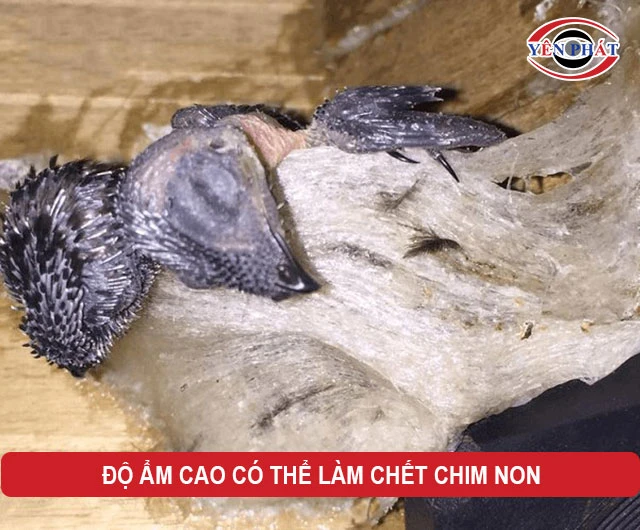 Độ ẩm cao quá khiến chim non chết