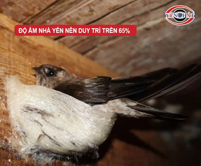 độ ẩm nhà yên lên duy trì trên 65%