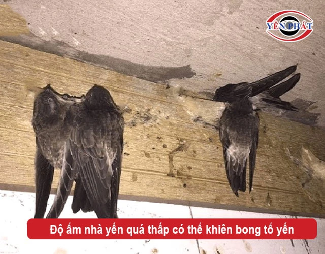Độ ẩm thấp gây bong tổ yến