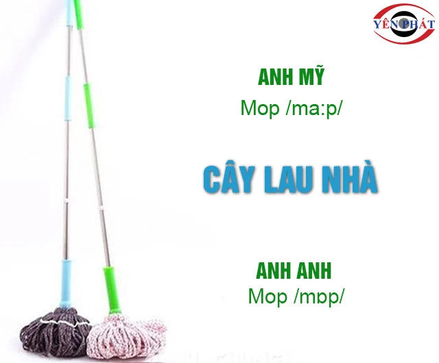 Cây lau nhà tiếng Anh