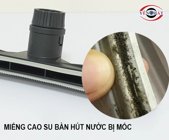 Lá cao su bị mốc