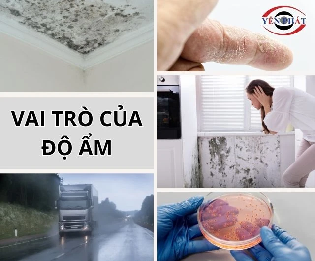Độ ẩm có vai trò quan trọng