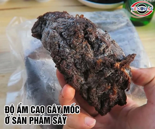 Ảnh hưởng của độ ẩm trong sản phẩm sấy 