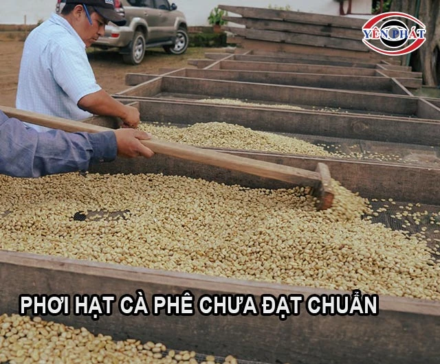 phơi hạt cà phê chưa đạt chuẩn