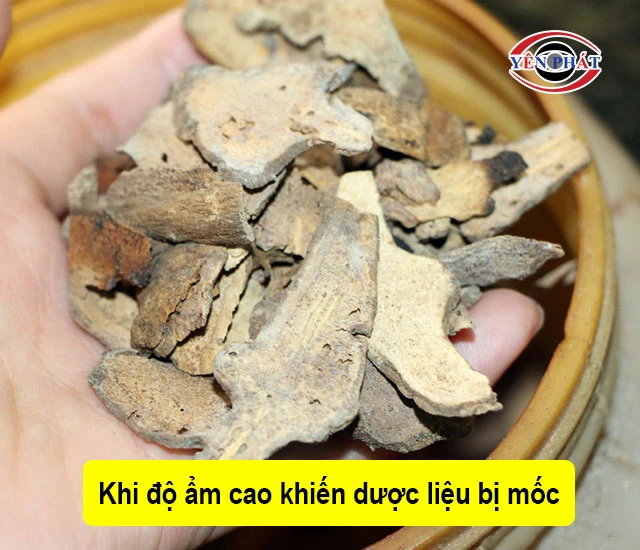  Khi độ ẩm cao làm dược liệu bị mốc