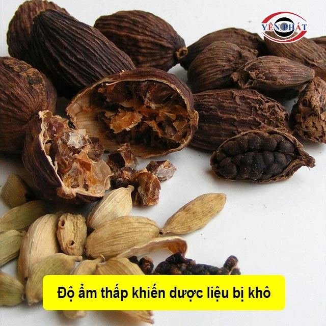 dược liệu bị khô