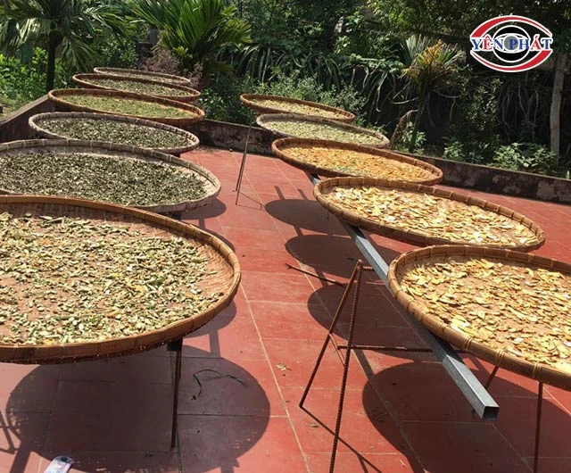 Phơi khô dược liệu