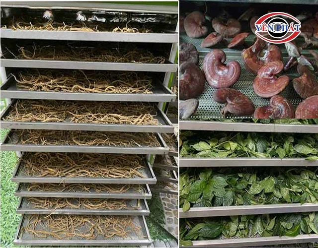 sấy khô dược liệu