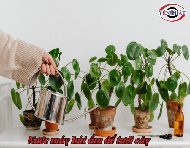 Nước từ máy hút ẩm dùng tưới cây