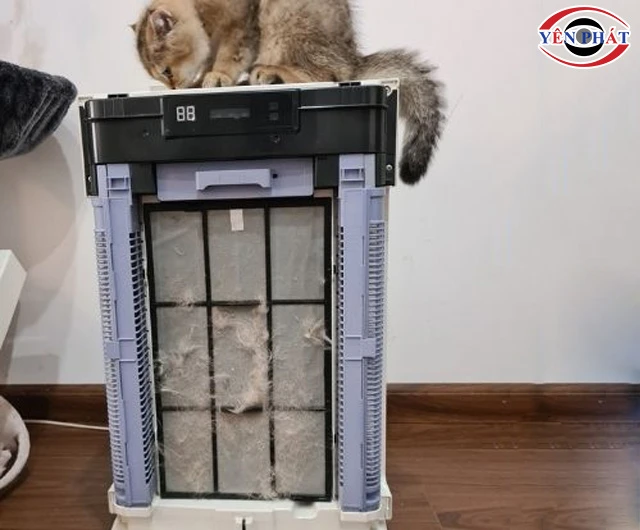 Lông mèo bám trong máy lọc không khí