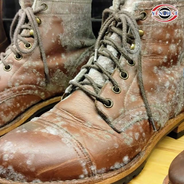 dấu hiệu giày da bị mốc