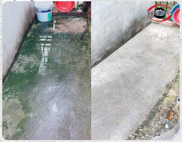 Độ ẩm là môi trường lý tưởng cho rong rêu