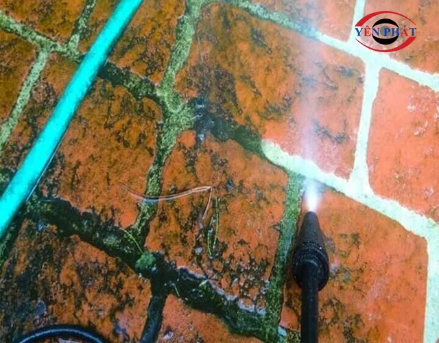 Sự tích tụ chất hữu cơ là môi trường lý tưởng cho rong rêu