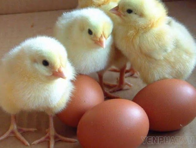 Cách để nhiệt độ và độ ẩm máy ấp trứng để trứng nở 100%